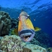 triggerfish_titan_bro_b_ni_v_0607_egy1082.jpg